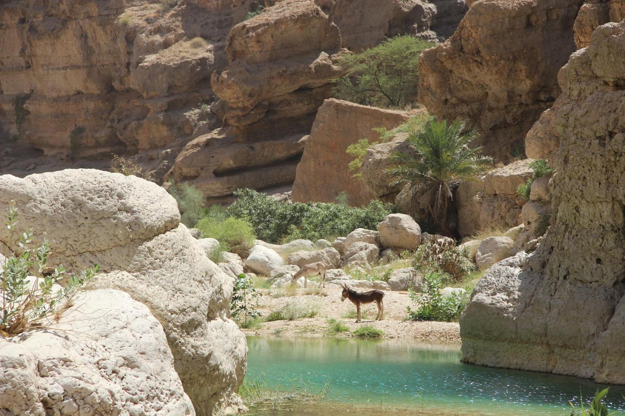 Wadi shab guest house Tiwi Esterno foto